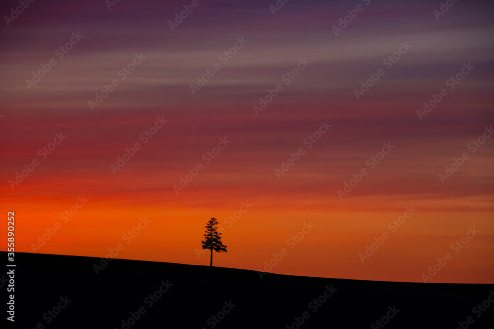 夕暮れ焼ける空と美瑛の一本木シルエット