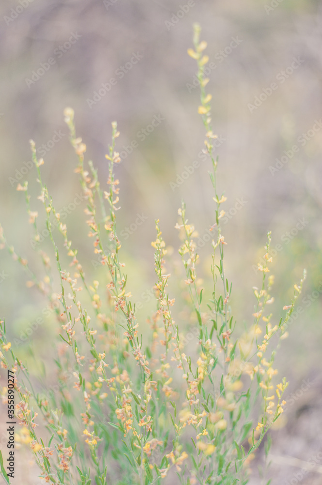 grass and flowers grass and flowers