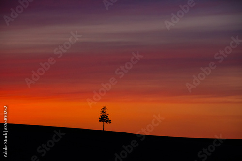 夕暮れ焼ける空と美瑛の一本木シルエット