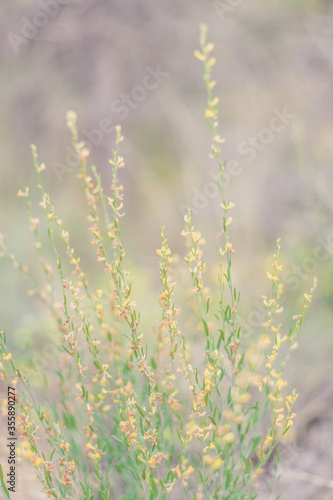 grass and flowers © noeliauroz
