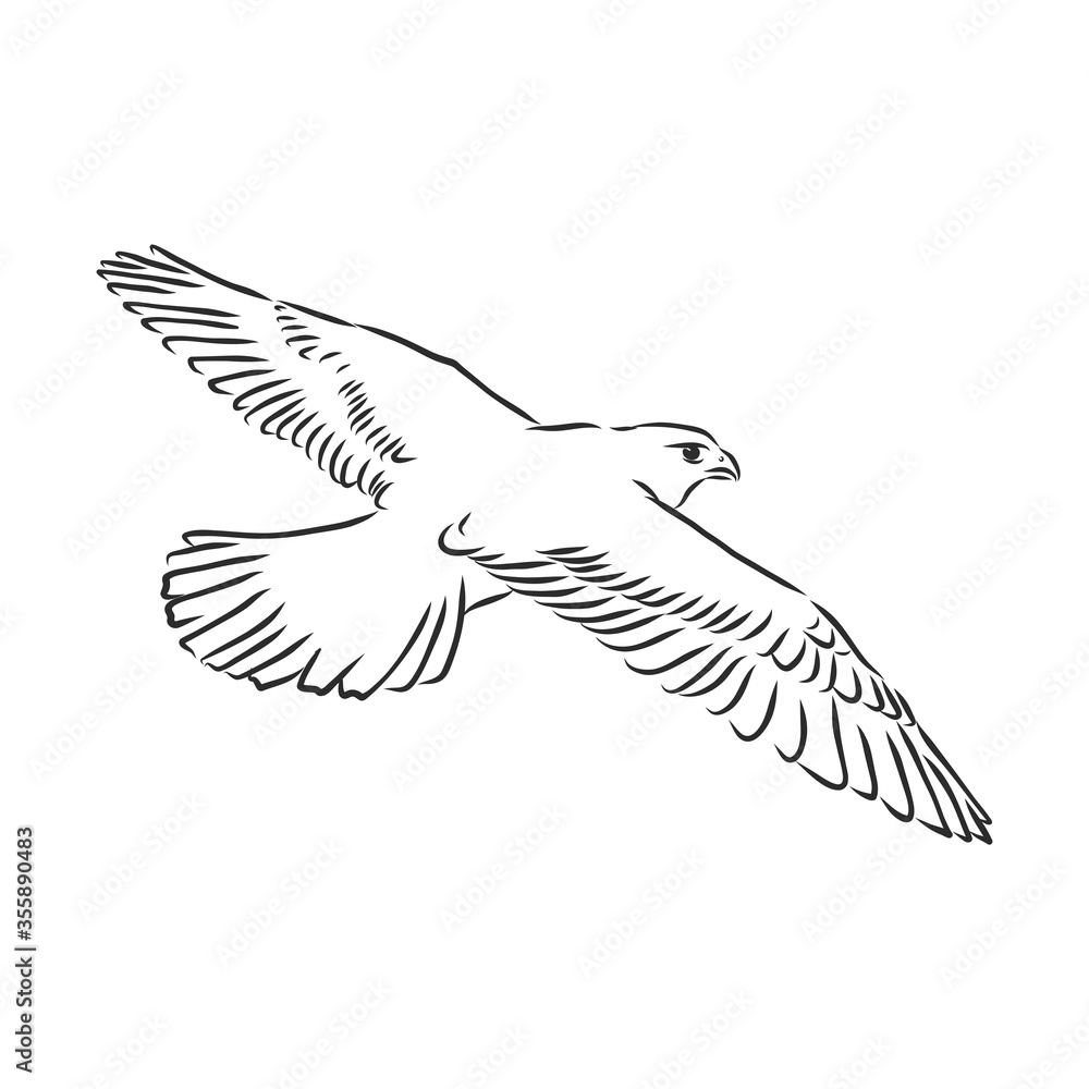 Black and white illustration. Sketch of bird for tattoo art. Detailed hand drawn eagle for tattoo on back. Falcon bird, vector sketch Black and white illustration. Sketch of bird for tattoo art. Detailed hand drawn eagle for tattoo on back. Falcon bird, vector sketch