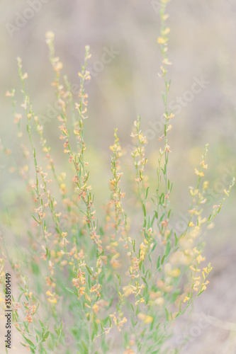 wild flowers in spring © noeliauroz