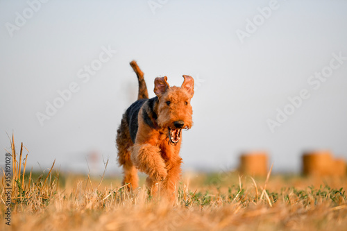 Canvas-taulu Airedale Terrier dog runs on the field with straw