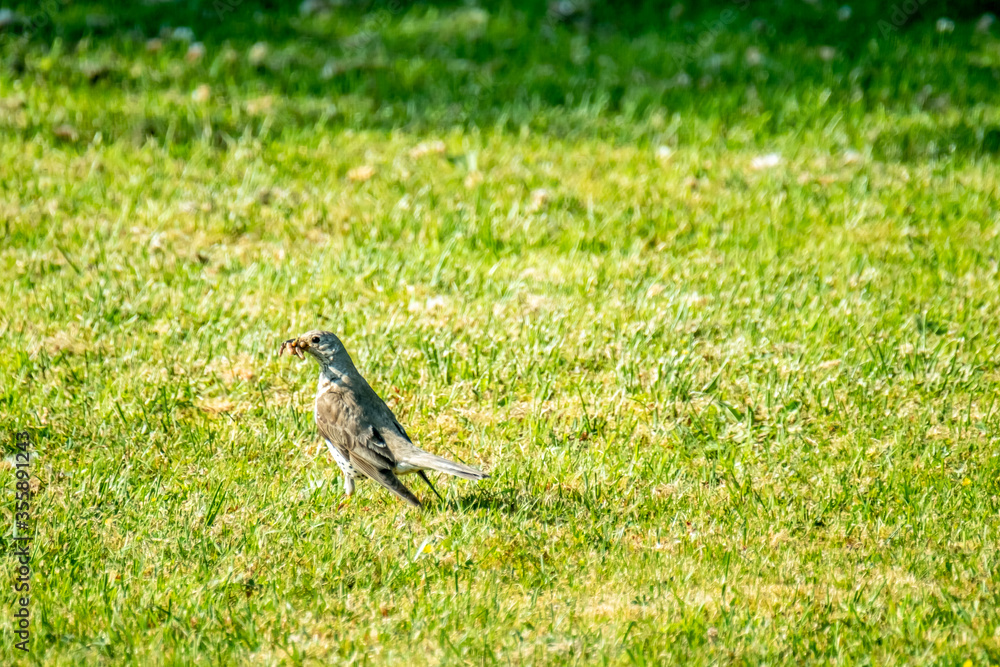 Kestrel catching worms on a lawn in County Donegal - Ireland Kestrel catching worms on a lawn in County Donegal - Ireland