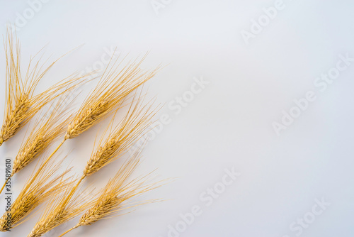 Wheat ears on white background with copy space.