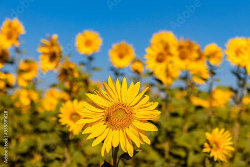 field of sunflowers in the summer