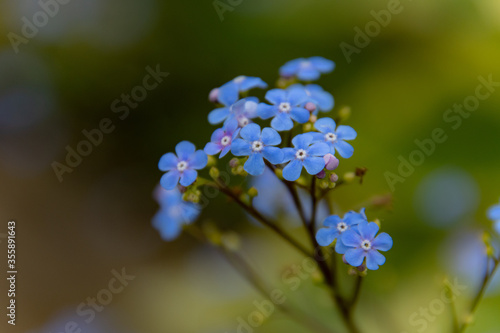 勿忘草の可愛い青たち