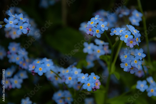 勿忘草の可愛い青たち