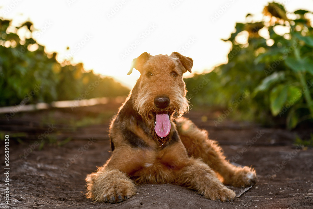 Airedale Terrier dog on the field with sunflowers Airedale Terrier dog on the field with sunflowers