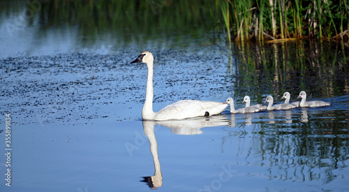 Trumpeter Swan and 5 cygnets peacefully swimming in an early summer morning