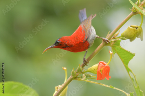 Crimson Sunbird Small birds feed on nectar from flowers.  © Sanit