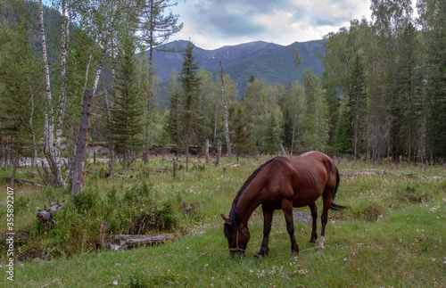A horse grazing in the valley of the Altai mountains.