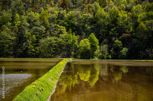 新緑の田んぼの中の素敵なリフレ