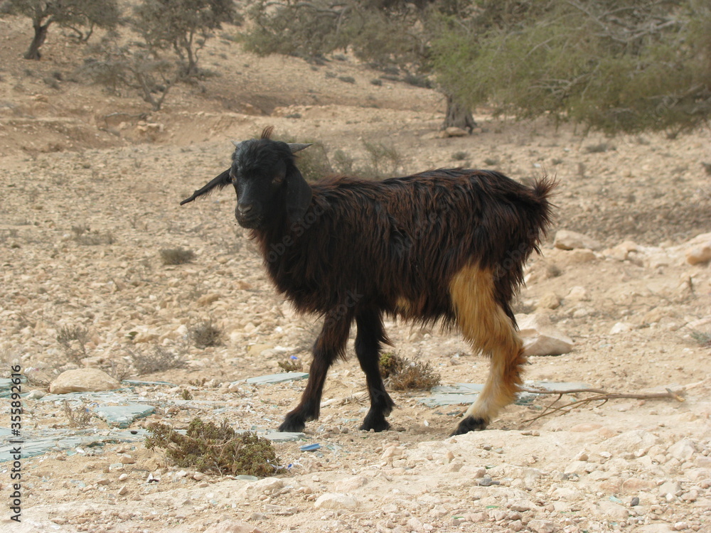 Fototapeta premium Marokańskie klimaty