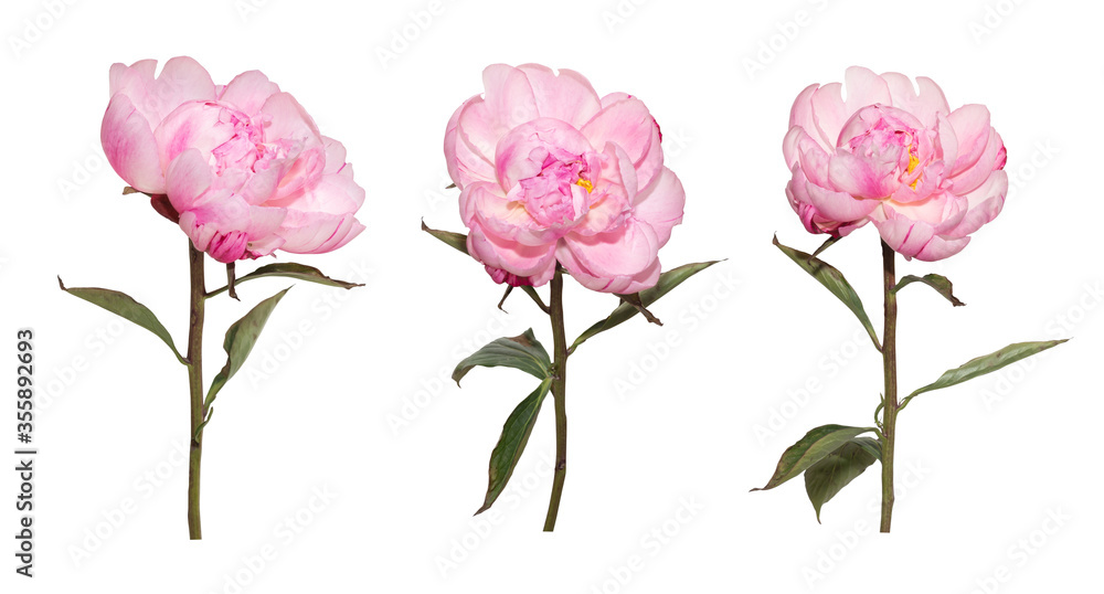 Set of pink Peony flower on isolate white background.Floral object clipping path