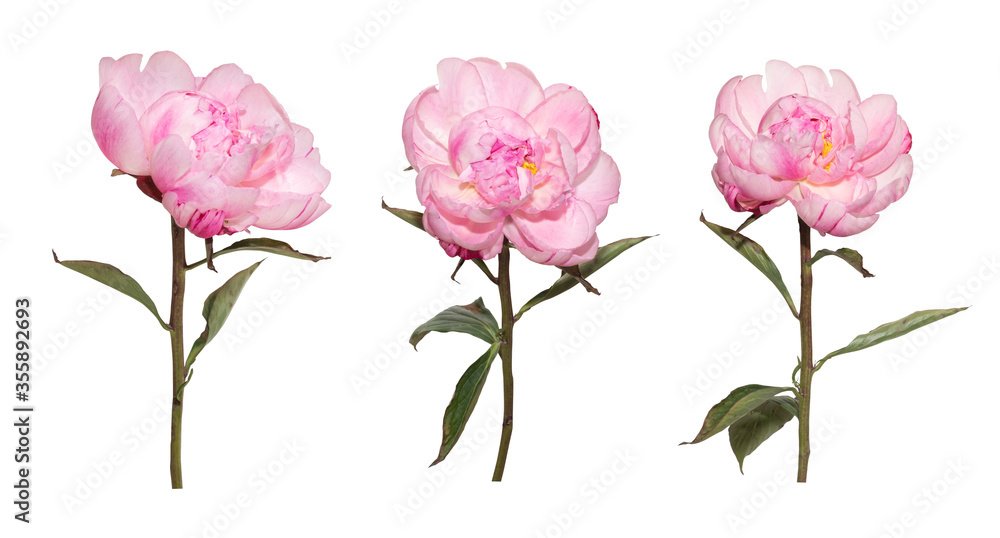 Set of pink Peony flower on isolate white background.Floral object clipping path Set of pink Peony flower on isolate white background.Floral object clipping path