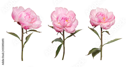 Set of pink Peony flower on isolate white background.Floral object clipping path