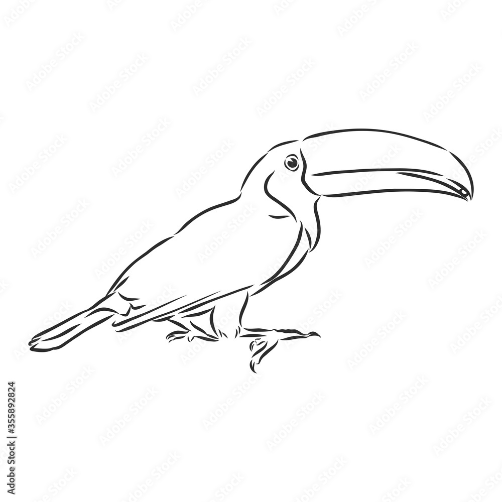 Obraz premium toucan hand drawn vector llustration realistic sketch, Toucan bird, vector sketch illustration