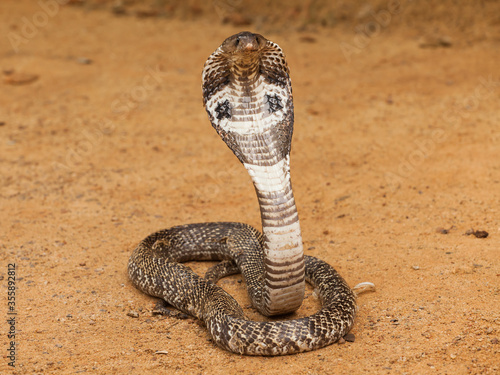 Royal cobra in Sri Lanka