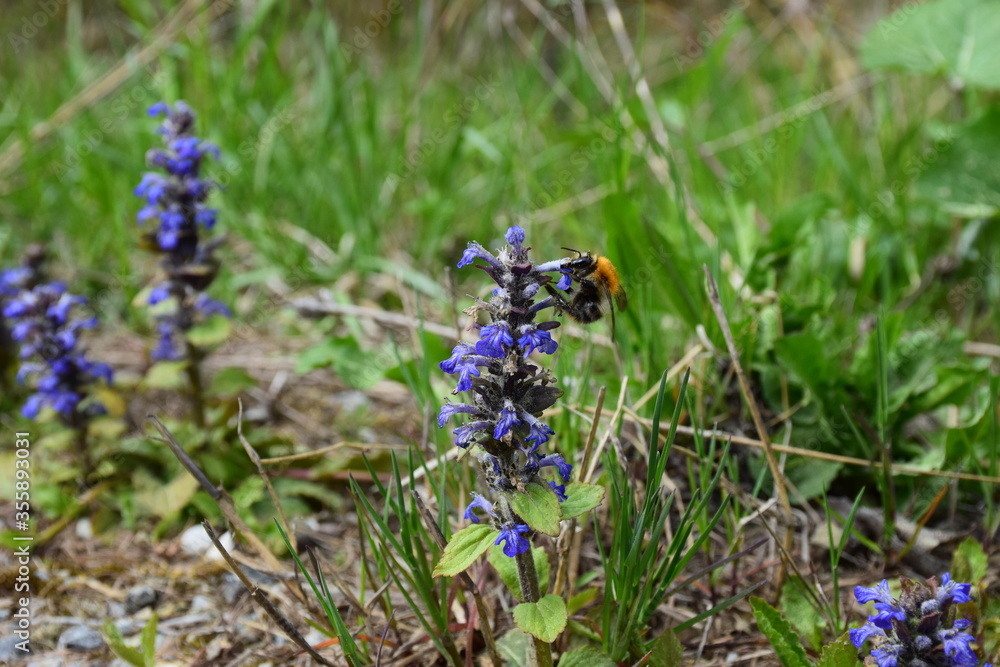 bumblebee on a blue flower bumblebee on a blue flower