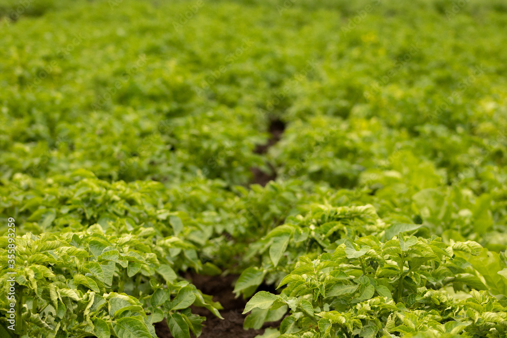 Only planted green field with potatoes with soft focus close-up Only planted green field with potatoes with soft focus close-up