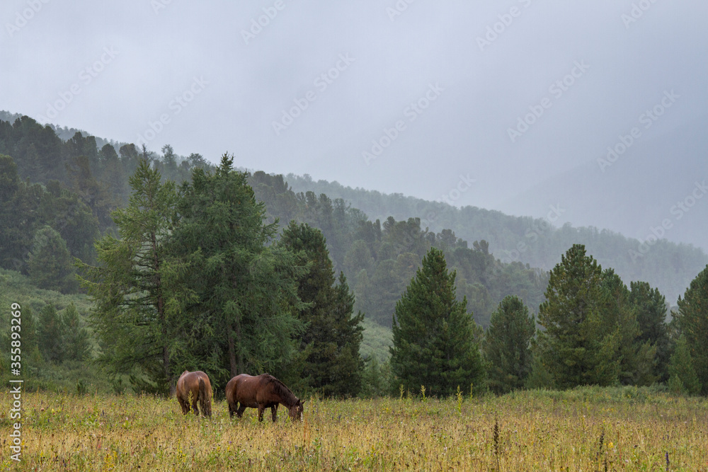 A horse grazing in a meadow in the valley of the Altai mountains. Low clouds, haze after rain.