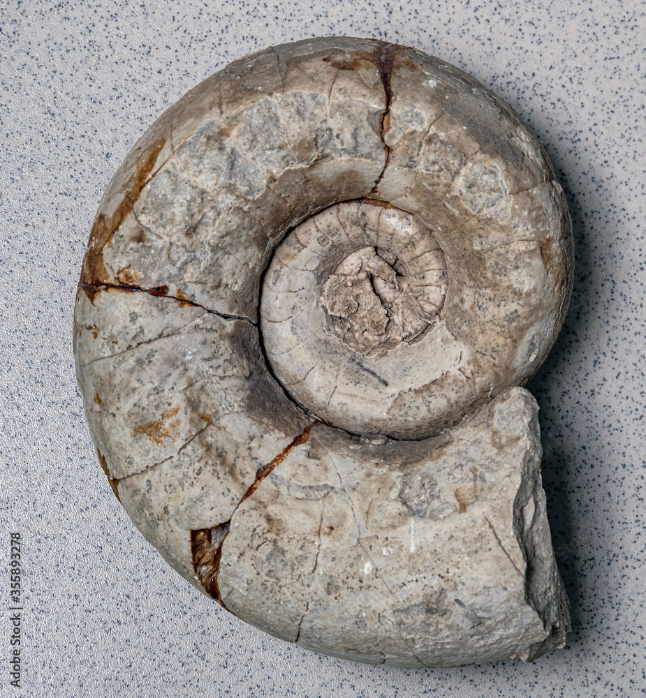 Petrified remains of the shell of the cephalopod mollusk Nautilus. Stones of the relict mountain Shihan Shah Tau