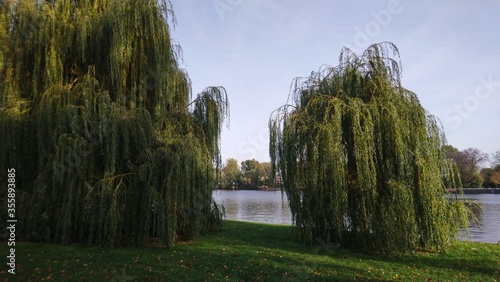 Trees with many green leaves near the river