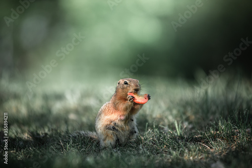 The gopher is standing in the green grass. Eating carrots