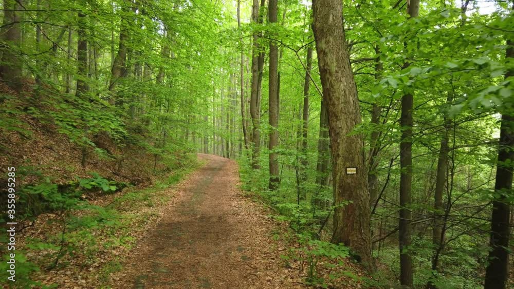 Personal Perspective of Walking on a Path in the green Forest, Steady Cam Shot. Pov of Hiker Walking on Trail Through the Forest Personal Perspective of Walking on a Path in the green Forest, Steady Cam Shot. Pov of Hiker Walking on Trail Through the Forest