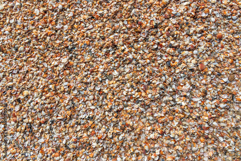 Top view of wet small multi-colored sea shells close-up Top view of wet small multi-colored sea shells close-up