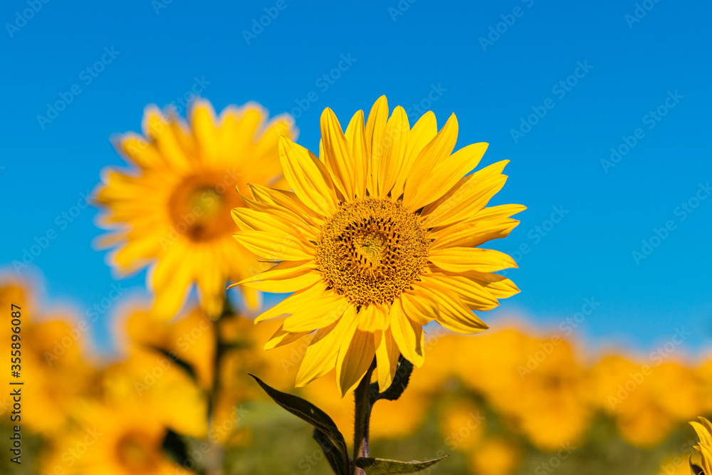 field of sunflowers in the summer field of sunflowers in the summer