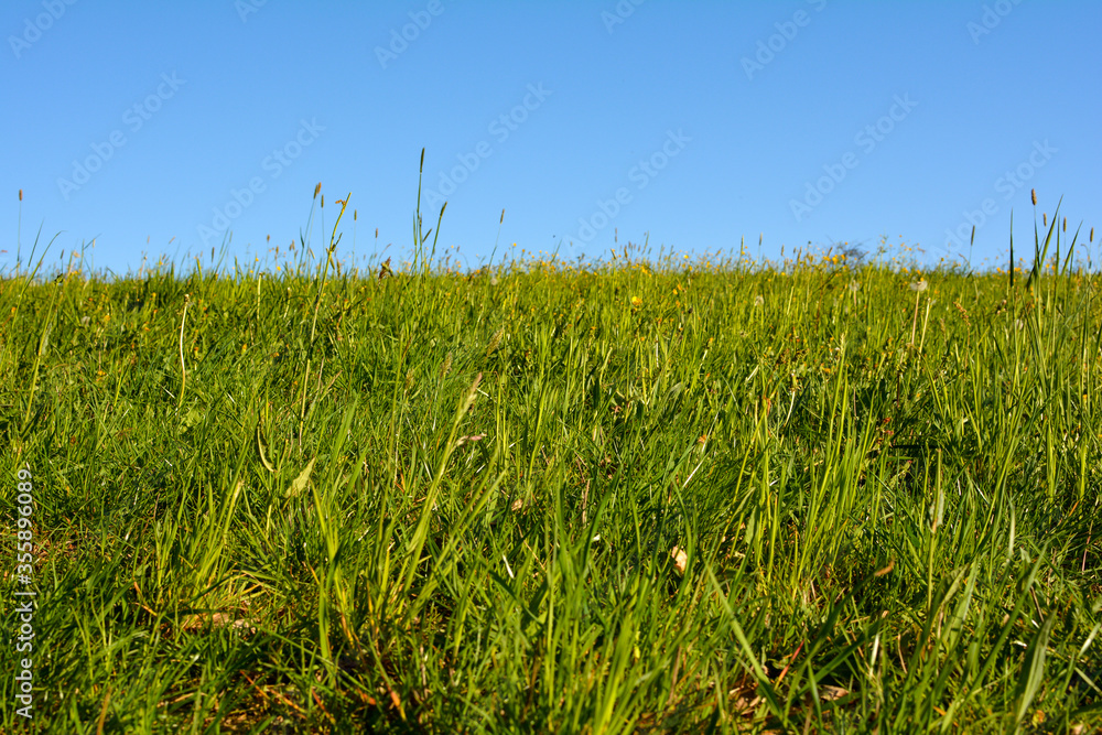 Obraz premium Green meadow with sky