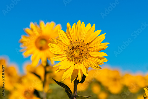 field of sunflowers in the summer © herpereira