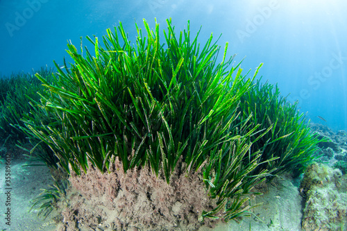 Obraz na plátně Underwater prairie of Posidonia oceanica in the Mediterranean Sea with clear wat