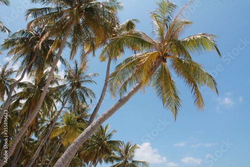 Palm trees on a paradise island. Amazing Maldives.