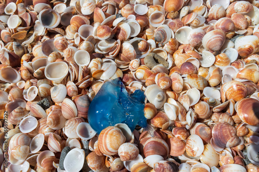 Top view of the blue jellyfish close-up on multi colored sea shells on the Mediterranean coast