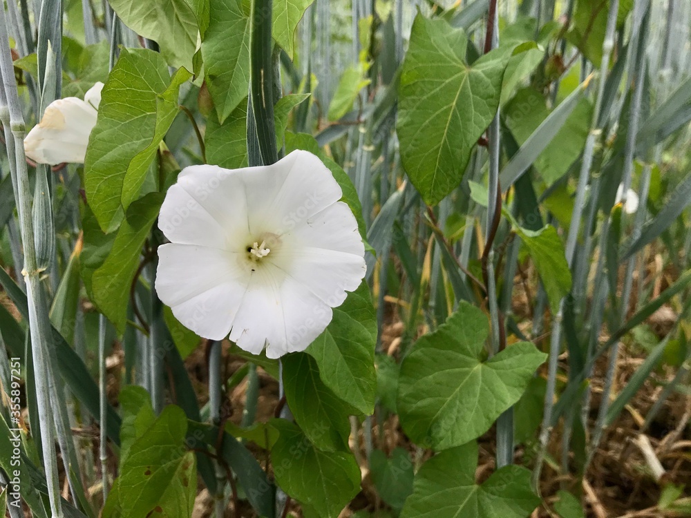 Weisse Blumen im Feld 