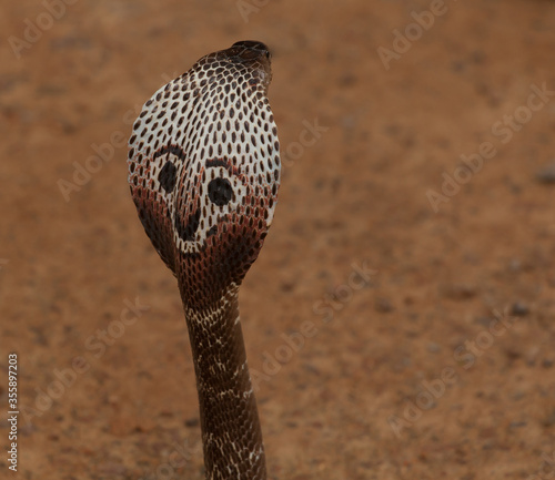 Royal cobra in Sri Lanka