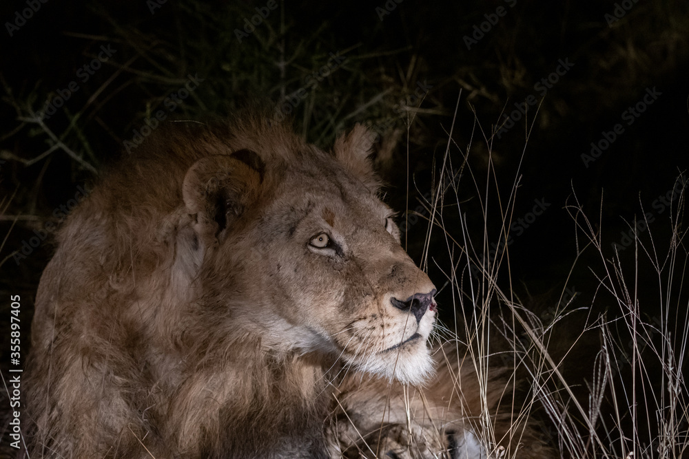Fototapeta premium Portrait of a male lion (Panthera leo) at night in the Timbavati reserve, South Africa