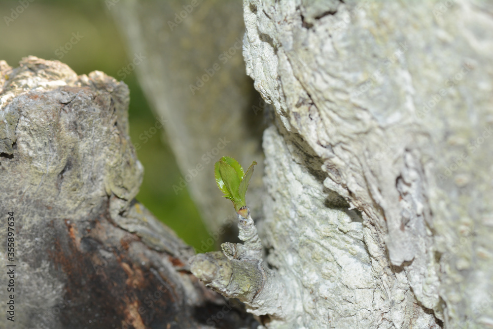 One young branch on a tree