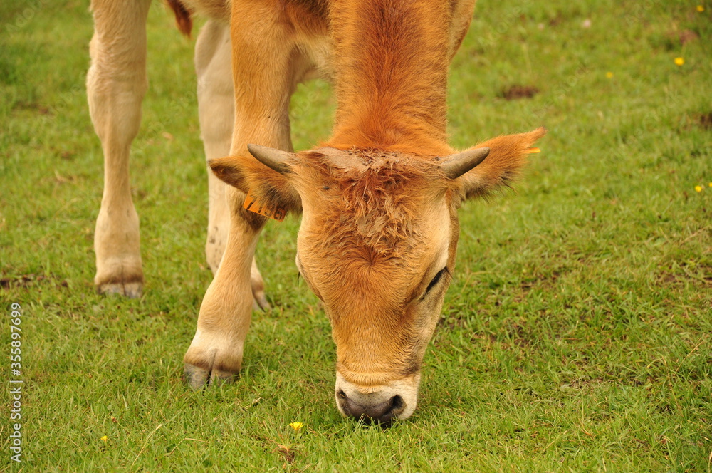 A cow on a green field in Spain A cow on a green field in Spain