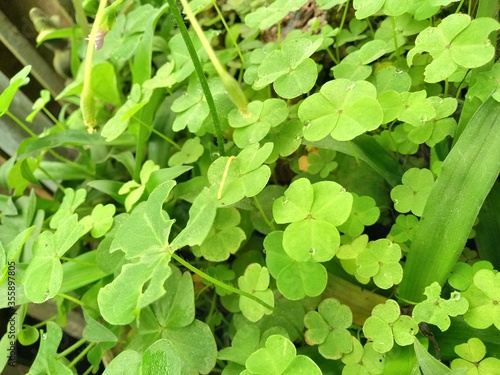 Wallpaper Mural green Torontodigital.ca