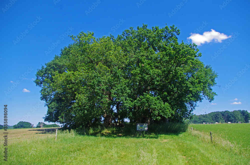 Dolmen de la maison trouvée