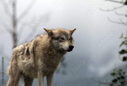 Wolf at Alaska Wildlife Conservation Center