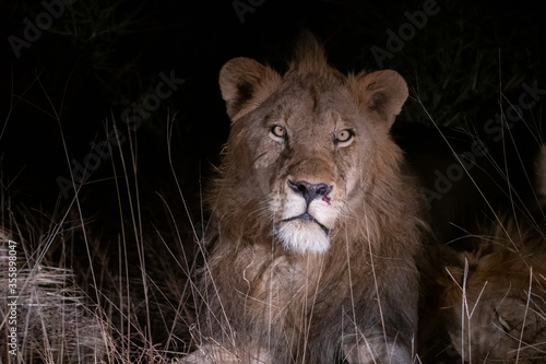 Portrait of a male lion (Panthera leo) at night in the Timbavati reserve, South Africa