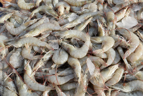 Close up fresh pacific white shrimp background in Thailand.