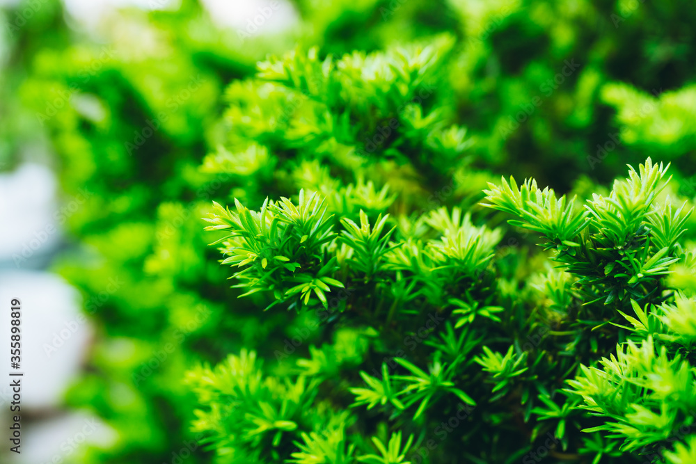 Taxus baccata (Yaw tree) bush in the garden. Selective focus.
Taxus baccata (Yaw tree) bush in the garden. Selective focus.