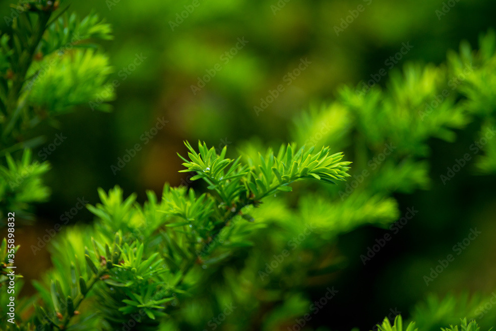 Taxus baccata (Yaw tree) bush in the garden. Selective focus.
