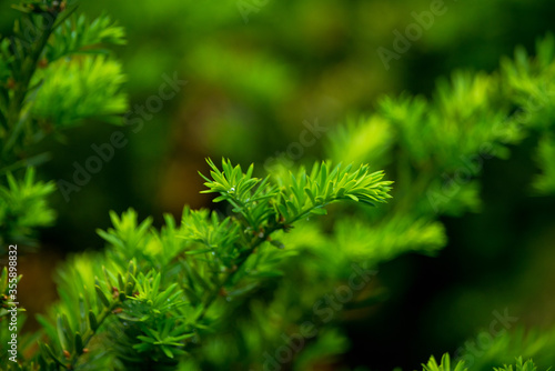 Taxus baccata (Yaw tree) bush in the garden. Selective focus. 